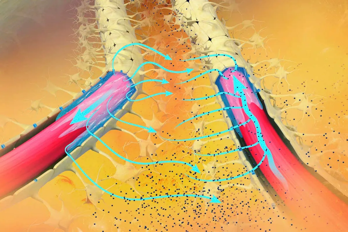 Neue Hoffnung im Kampf gegen Alzheimer: Medikamente stärken die Abfallentsorgung im Gehirn