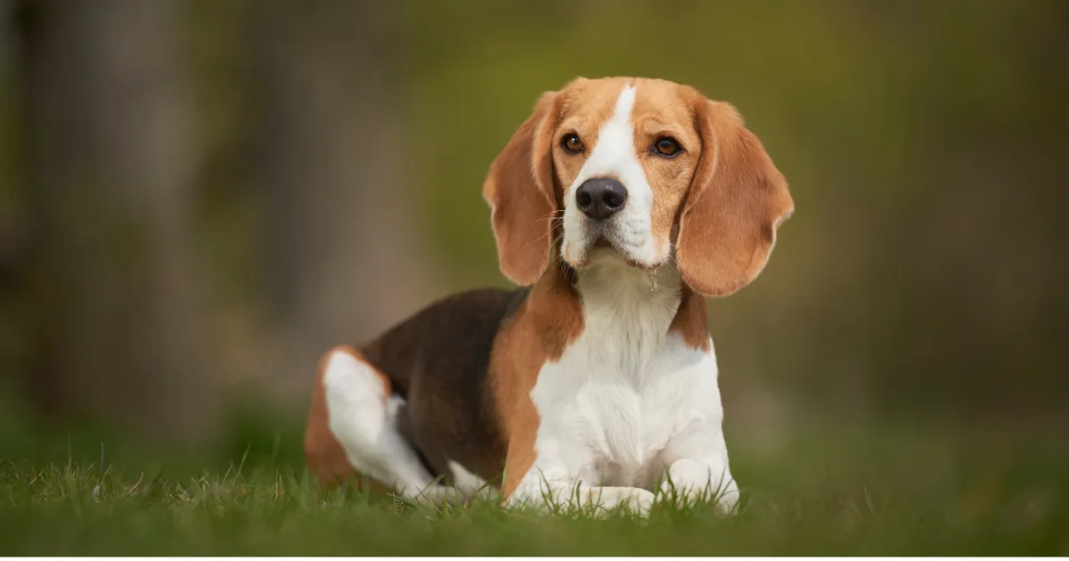 Zehn Hunderassen, die starke Bindungen eingehen