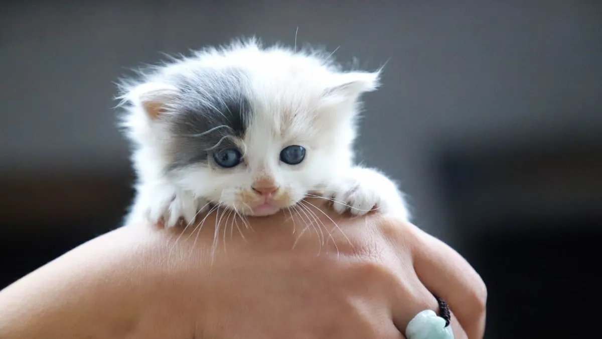 Vergiss das „minou-minou“ beim Katzenrufen: Französische Forscher haben das Geheimnis der Mensch‑Katzen‑Kommunikation gelüftet