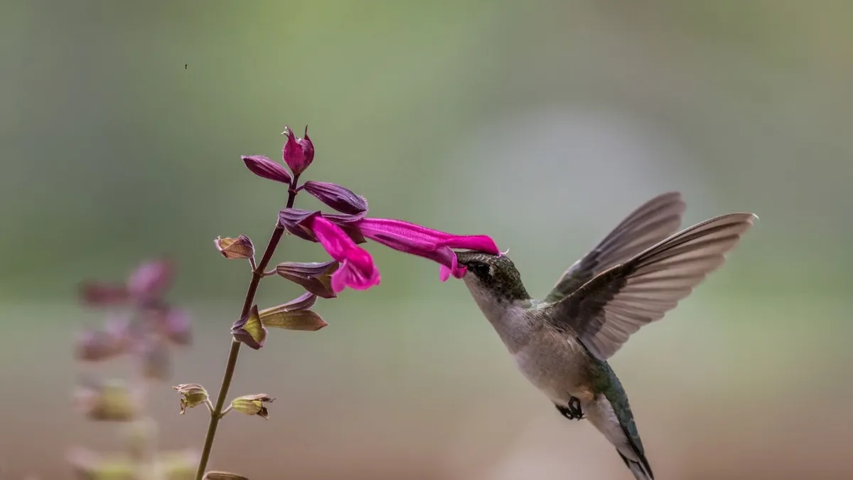 Warum Kolibris so oft in Gärten auftauchen: Was ihr Erscheinen bedeutet
