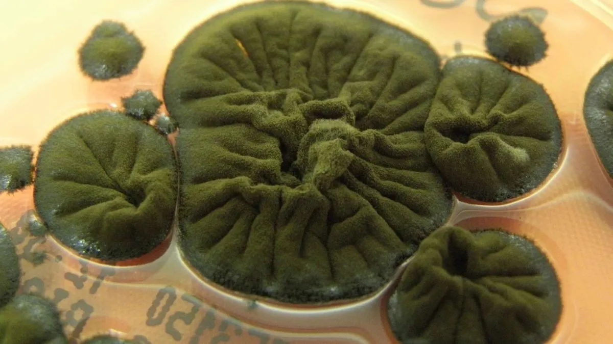 Chernobyl Fungus: eine Entdeckung zur Strahlungsresistenz